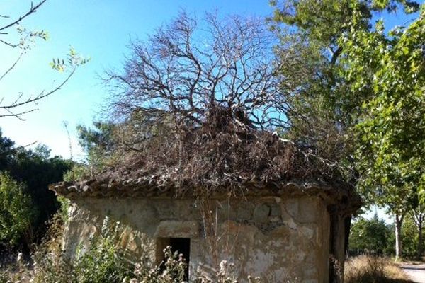 La maison avec un arbre sur le toit au domaine de Restinclières (34)