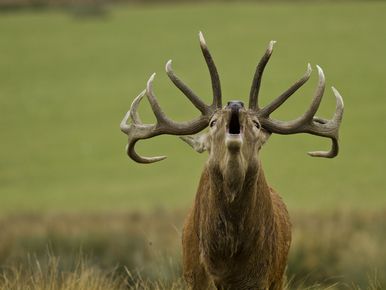 Conseils d'un photograhe animalier pour assister au brame du cerf