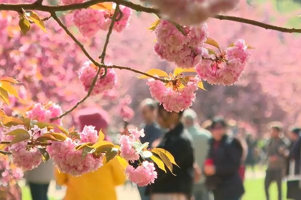 VIDEO. Où trouver l'une des plus belles floraisons de cerisiers d'Ile-de-France ?