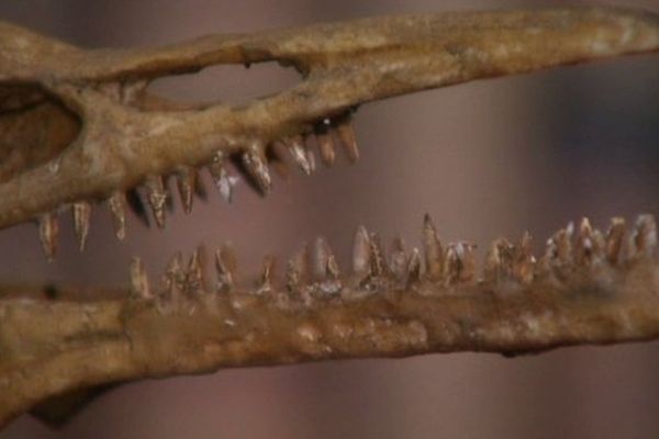 "Les ailes de l'Evolution, quand les poules avaient des dents", c'est le titre de l'exposition temporaire de Paléopolis pour cette nouvelle saison.