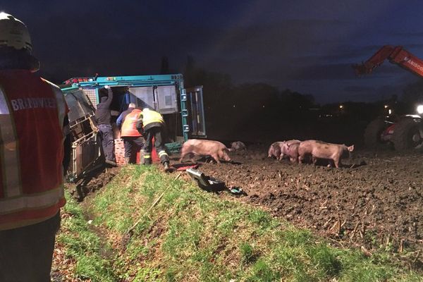 Les cochons sortis indemnes du camion qui a glissé sur une plaque de verglas, à Courtrai