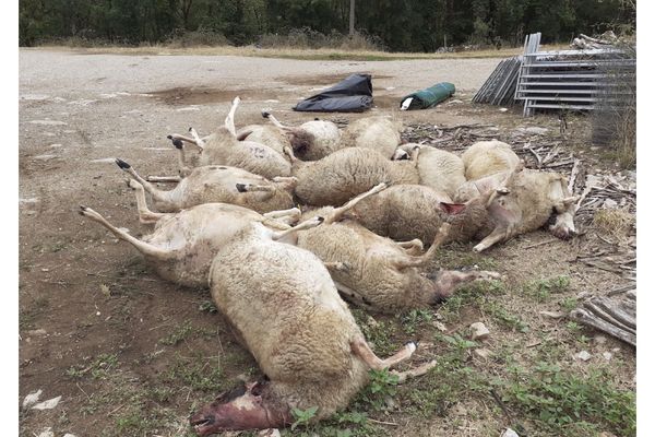 D'autres attaques de chiens errants avaient été recensées dans le Lot