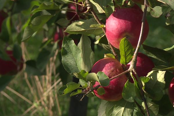 Les récoltes de pommes sont en berne à cause de la chaleur d'octobre.