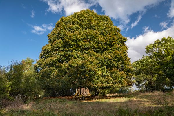 Un tilleul du Puy-de-Dôme élu arbre de l'année 2023.