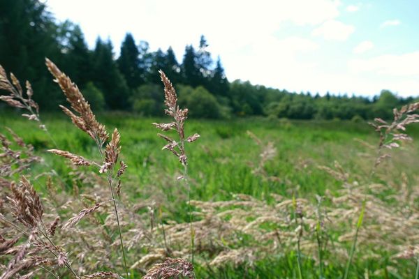 Pourquoi faut-il sauver les tourbières ? À Forges-les-Eaux (Seine-Maritime), un propriétaire investit son temps et son argent dans cet élément naturel.