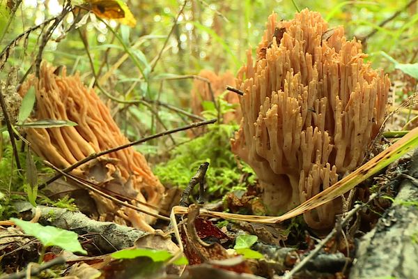 Les champignons, un univers fascinant et méconnu