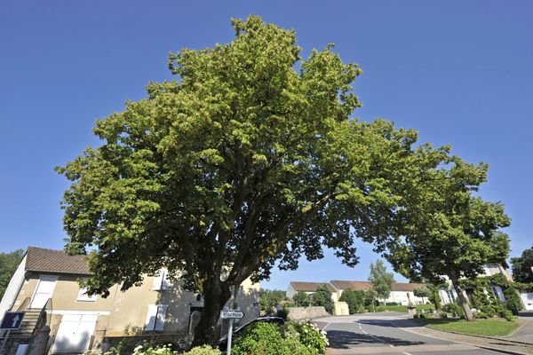 Tilia cordata (tilleul à petites feuilles) situé à Beaune-les-Mines, l'un des arbres remarquables de la ville de Limoges