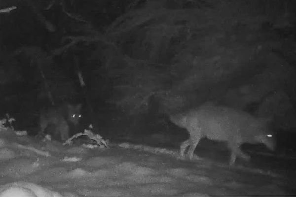 La camera a capté le passage de 5 loups, passant en meute, à proximité de la maison de l'auteur des images, dans la nuit du 26 janvier 2018.