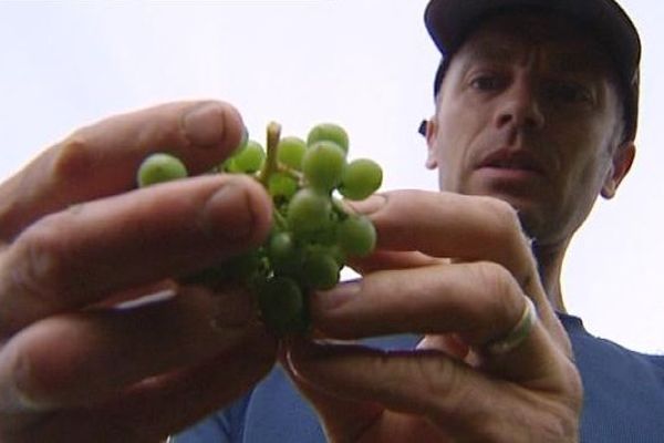 Damien Courbet, viticulteur à Nevy sur Seille, reste vigilant dans ses vignes.