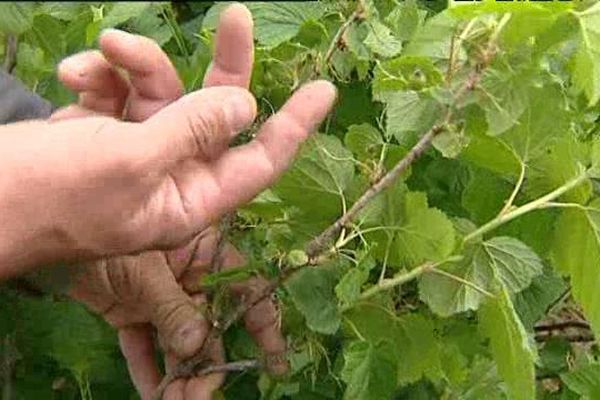 Les branches des arbustes ne portent que quelques rares baies de cassis.  La perte est estimée à 60% suite aux fortes gelées nocturnes de fin avril.