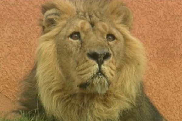 Les visiteurs peuvent à nouveau voir les lions du zoo de Maubeuge