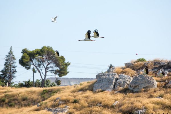 Vol de cigognes au-dessus de l'aire de Rassuens