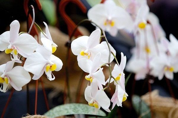 Un centre de production d'orchidées à Fresnes près de Blois. 