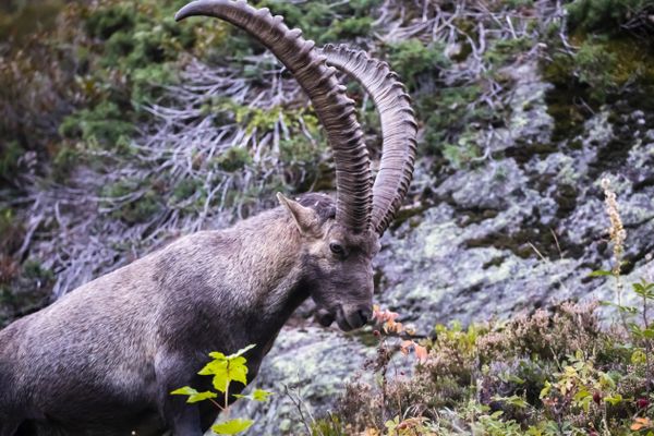 Dans les Alpes, le bouquetin souffre du réchauffement climatique qui bouleverse la gestation des femelles.