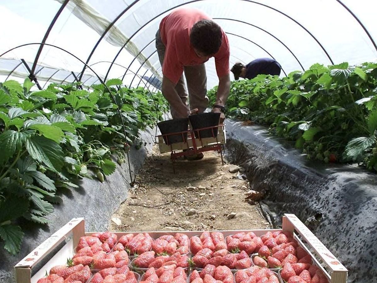 Bouches Du Rhone Coronavirus Chez Des Saisonniers Agricoles La Cfdt Perd Son Proces