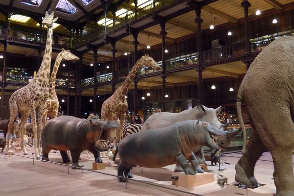 La grande galerie du Jardin des plantes à Paris