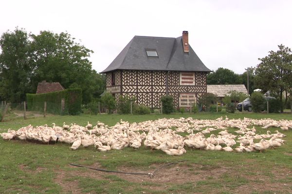 Avec la grippe aviaire, les producteurs normands ont beaucoup de mal à s'approvisionner en canards.