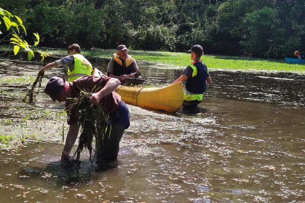 Des bénévoles participent à une campagne d’arrachage de la Jussie à l’écopole du Forez, dans la Loire.