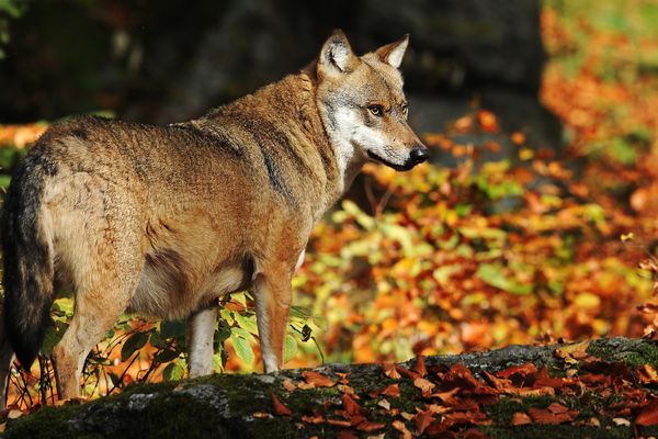 Six loups ont été prélevés dans les Hautes-Alpes depuis le début de l'année.