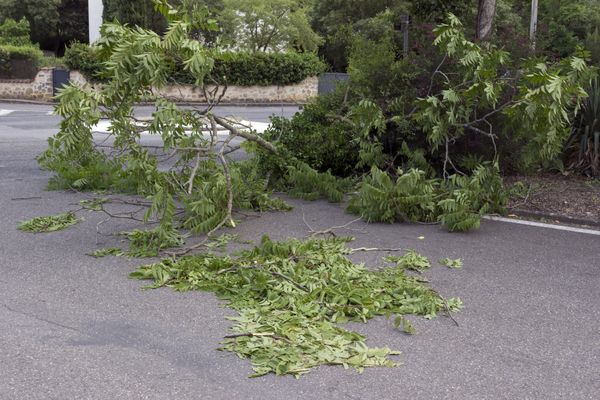 Des vents jusqu'à 110 km/h sont attendus dans la région. Pour éviter le risque de chutes de branches, Nancy ferme ses parcs et jardins ce jeudi après-midi 22 février 2024.