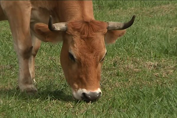 Ce sont une vache et un bœuf de la race nantaise qui se sont échappés de leur enclos à Mouzillon.