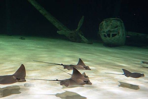 Une centaine de raies réparties en quatre espèces évoluent dans le nouvel Océarium du Croisic