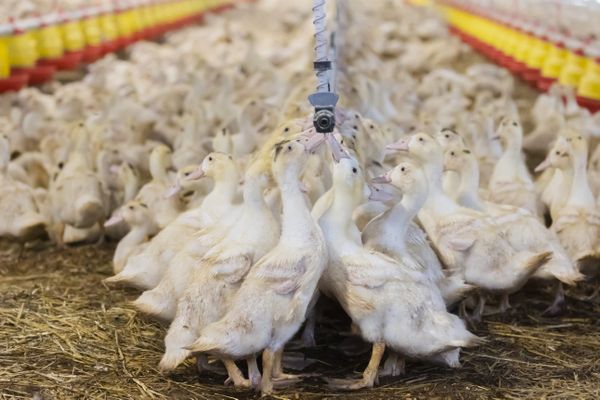 Près de 10 000 canards ont été abattus à la Chapelle-Montbrandeix. (photo d'illustration)