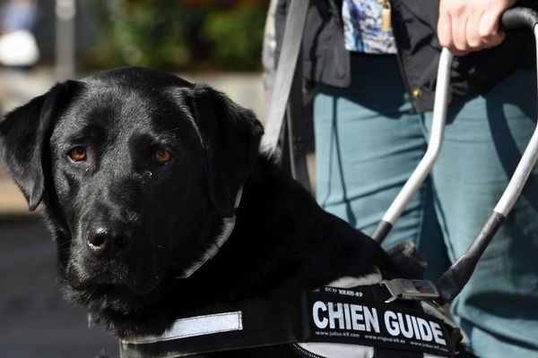 Un non-voyant et son chien guide ont été chassés d'un restaurant à Martigues.