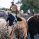 Le préfet de l'Hérault interdit les mouvements des ruminants du 27 mai au 22 juin 2024 dans le cadre des célébrations de la fête religieuse musulmane de l’Aïd-el-kébir. Image d'illustration.