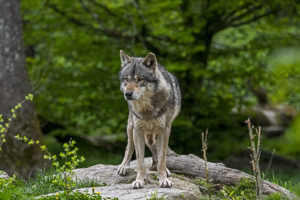 Le loup est de nouveau visé par une autorisition de tir dans le Jura, la troisième dan sle département depuis le début de l'été.