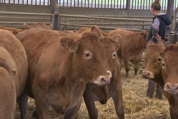 Dépaysement garanti pour ces bovins périgourdins