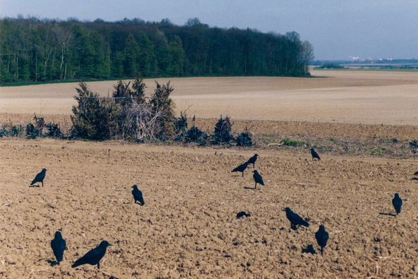 Corbeaux dans un champ en Alsace