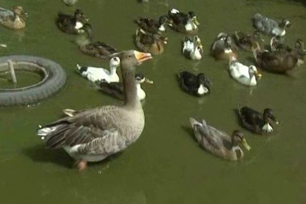 Samedi 3 août ouverture de la chasse au gibier d'eau en Picardie maritime