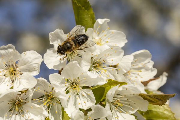 Abeille butinant une fleur