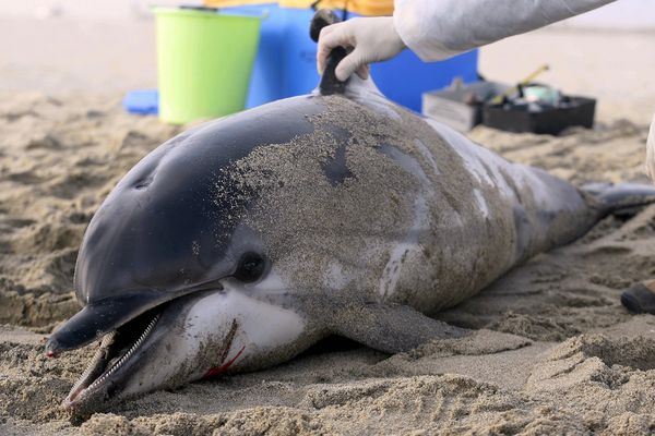 Un dauphin a été retrouvé échoué sur une plage d'Oléron en Charente-Maritime