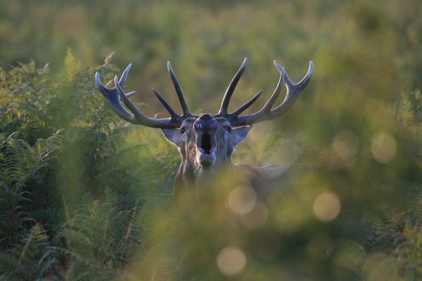 Entre mi-septembre et mi-octobre, le brame du cerf peut être écouté dans de nombreux massifs forestiers, comme sur cette photo en forêt de Tronçais au nord-ouest de l'Allier.