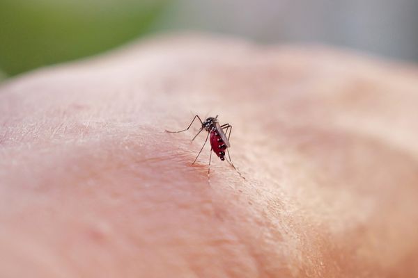 Les moustiques tigres sont vecteurs du virus de la dengue.