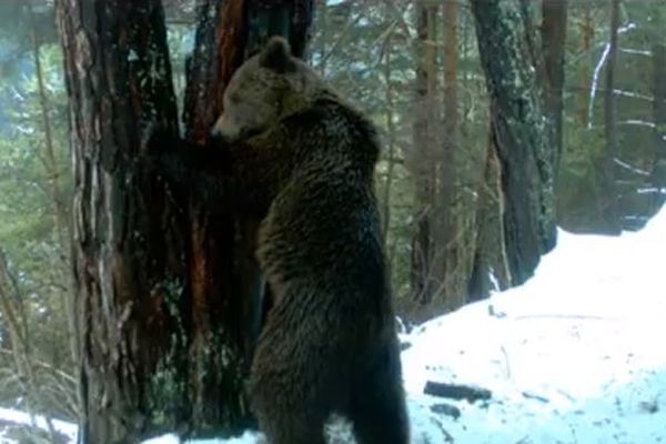 Ours indéterminé circulant dans les Pyrénées Catalanes