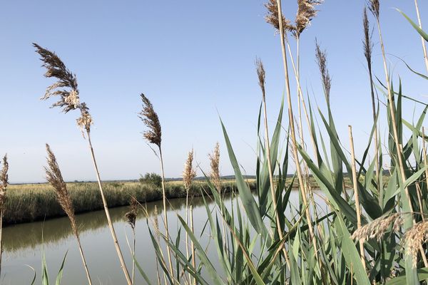 Les marais du Médoc : une immersion dans la nature