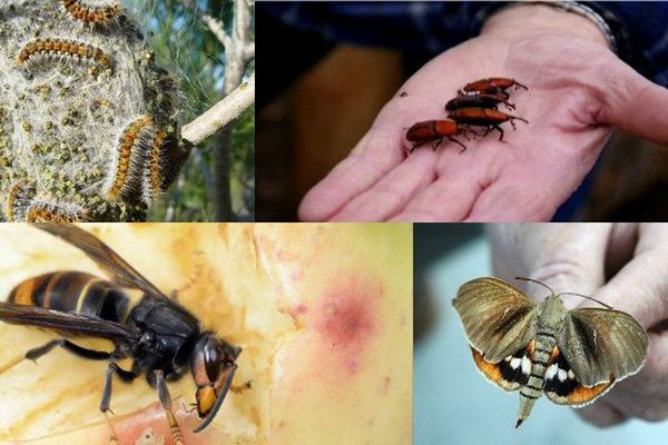 Papillon Paysandisia, chenilles processionnaires du pin, frelon asiatique et charançon rouge tueur de palmiers.