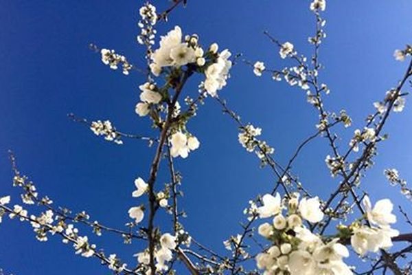 Cerisier en Fleurs