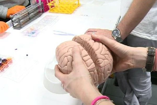 La 17e édition de la Semaine du Cerveau, coordonnée par la Société des Neurosciences a lieu en France jusqu'au 20 mars.