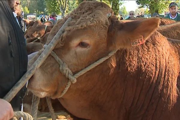 La vache limousine