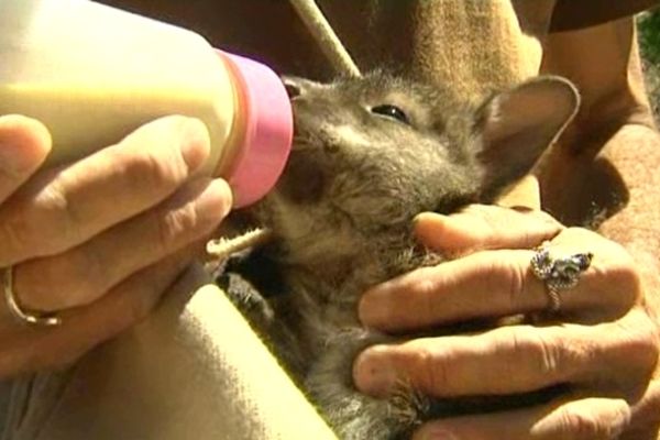 Hippie, femelle wallaby, a été sauvée par un soigneur du zoo de Sanary