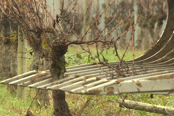 Les premiers arrachages des vignes ont débuté ce jeudi 1ᵉʳ février.