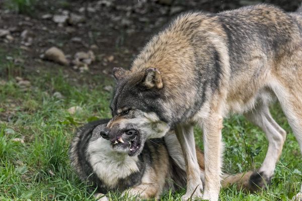 Illustration- Une attaque de loups serait peut-être à l'origine de la mort de 3 ânes à Bellafaire dans les Alpes de Haute-Provence.