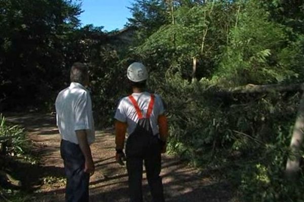 Près de 200 arbres ont souffert des forts coups de vent qui ont accompagné les violents orages du 22 juillet dernier.