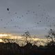 Une nuée d'oiseaux place de Bordeaux à Strasbourg.