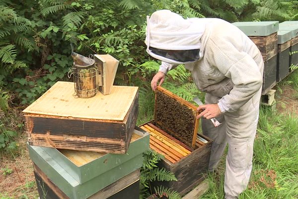 Cette année, Thibault Chaumont n'a produit que 450kg de miel d'acacia.