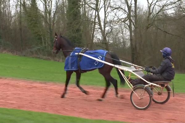 Hip Hop Haufor, l'un des trotteurs mayennais engagés sur  le Prix d'Amérique à l'entraînement